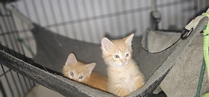 Ragdoll-BkhMix-Kitten 