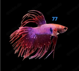 Kampffisch Männchen Betta splendens Crowntail 