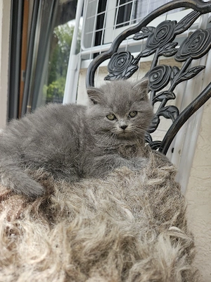 süße britisch kurzhaarmix kitten suchen ein neues liebevolles zuhause 