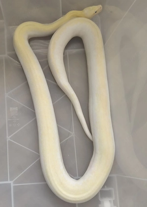 Ivory Green Tigerpython Weibchen