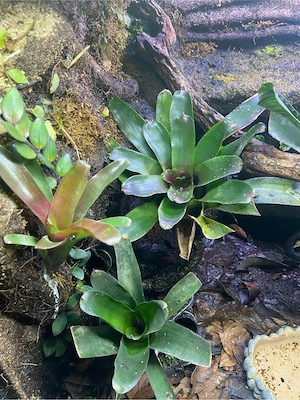 terrarium, dendrobaten, oophaga, regenwald, ranitomeya, 