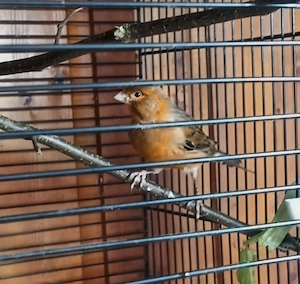 Kanarienvogel, Hahn, 
