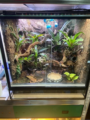 oophaga pumilio cristobal inkl terrarium und quappen