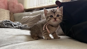 6 Bkh Kitten suchen ein neues Zuhause