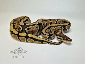 0.1 100% TH Hypo Desert ghost Clown, Königspython 