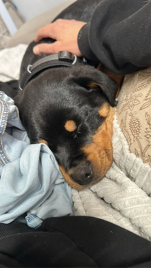 Rottweiler-Welpe Coco sucht erfahrenes, liebevolles Zuhause   
