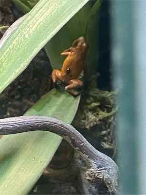 oophaga pumilio cristobal