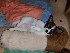Eine Süsse Mix-Papillion Welpen abgeben
