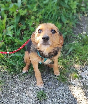 Kleine Anuska sucht ihr Körbchen