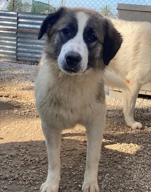 Lexya, geb. ca. 02 2025, lebt in GRIECHENLAND, im städt. Tierheim Serres Bild 10