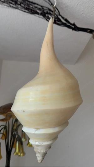 Südseemuschel