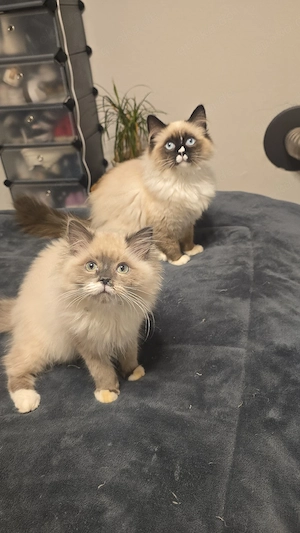 Ragdoll Pärchen männlich und weiblich 