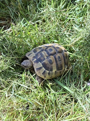 Griechische Landschildkröten Testudo hermanni boettgeri Weiblich Vierergruppe