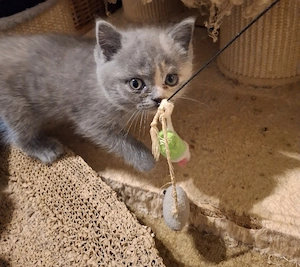 Bkh Kitten, weiß, blue und blue tortie 