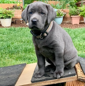 Männliche und weibliche Labrador-Retriever-Welpen 