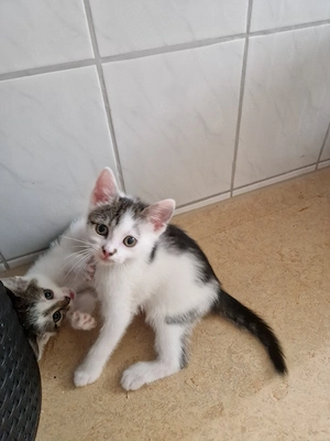 Kätzchen suchen liebevolles zu Hause