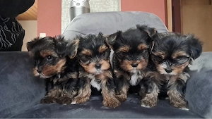 yorkhier terrier 