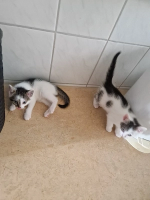 Kätzchen suchen liebevolles zu Hause