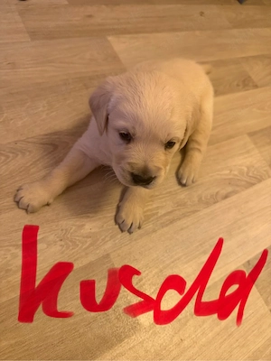 golden retriever welpen zu verkaufen 