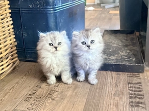 Katzenbabys