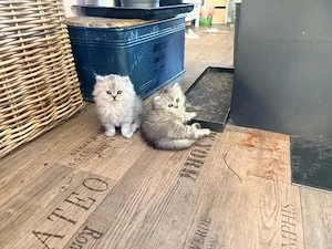 Katzenbabys