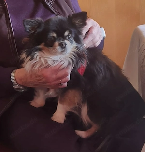 Chihuahua M. mit Stammbaum 