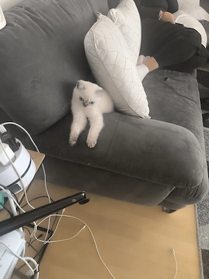 BKH Kitten 