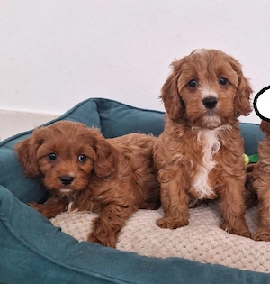 Süße Teddy Cavapoo (Maltipoo) Welpen   