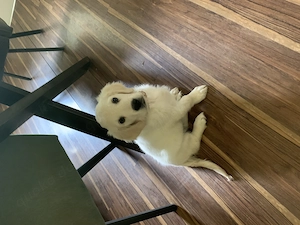 Golden Retriever Hündin ( Welpe )