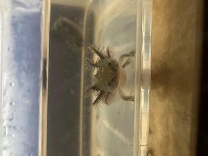 Axolotl naturfarben
