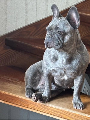 französische Bulldogge Bild 2