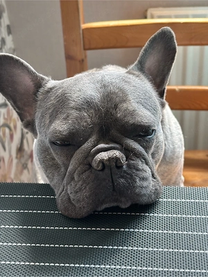 französische Bulldogge Bild 3