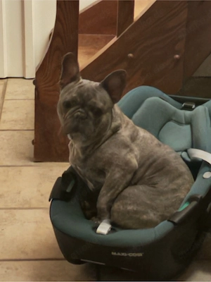 französische Bulldogge