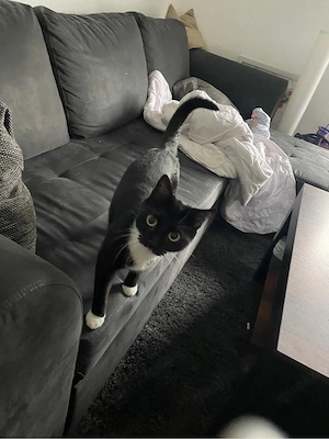junge katze abzugeben
