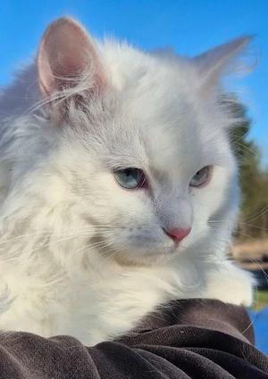 Reinrassige Sibirische Katze