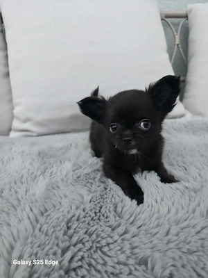 Ein schwarzes Chihuahua-Mädchen 