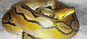 Netzpython 