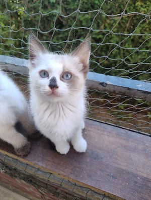 Nur noch ein kleines Mädchen sucht ihre Familie 