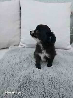 Eine schwarz-weiße Chihuahua-Hündin 