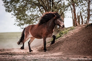 Reitbeteiligung an Isländern (akademische Reitweise)
