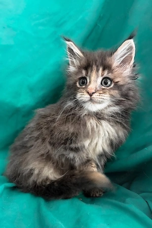 Wunderschönes, 4 Monate altes, flauschiges Maine-Coon-Kätzchen sucht ein liebevolles Zuhause   