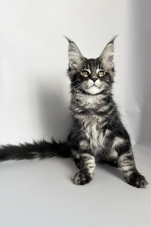 Süße Maine-Coon-Katze (5 Monate alt) sucht ein liebevolles neues Zuhause. Schwarzmarmoriert auf Silb
