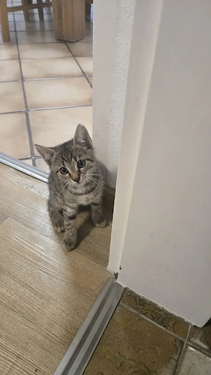 Katzenbabys, Kitten abzugeben