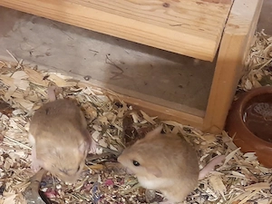 Fettschwanz Rennmäuse