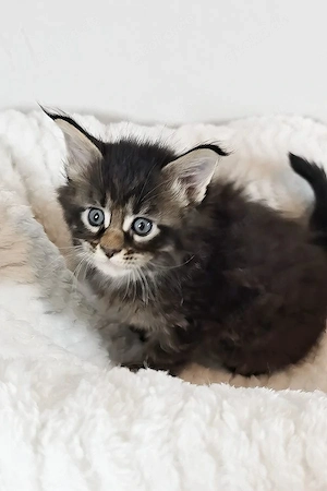 Wunderschönes 3 Monate und 2 Tage altes Maine-Coon-Kätzchen sucht ein liebevolles Zuhause   