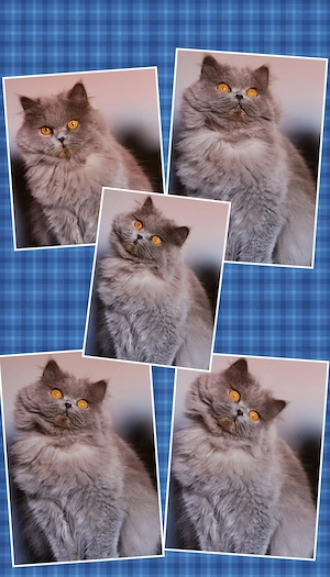 Wunderschöne BLH Katze ein Jahr alt in liebevolle Hände abzugeben  Bild 3