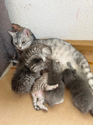 Nur noch 2 süße BKH Kitten suchen ab Ende Juni   Anfang Juli ein neues zu Hause!