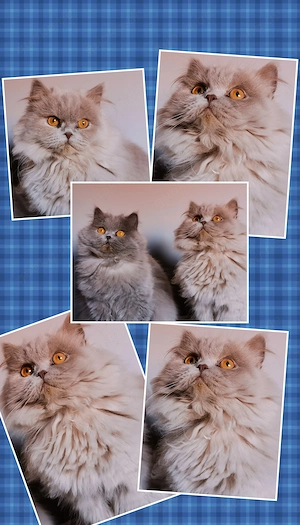 Wunderschöne BLH Katze ein Jahr alt in liebevolle Hände abzugeben  Bild 4