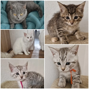 Maine Coon   BKH Mix