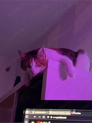 Nala Liebevolle Katze!